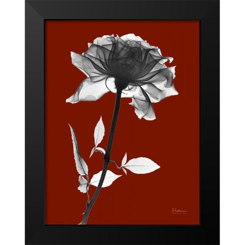 Red Rose Black Modern Wood Framed Art Print by Koetsier, Albert