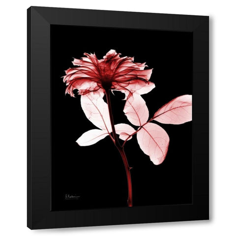 Rose 12 Black Modern Wood Framed Art Print by Koetsier, Albert