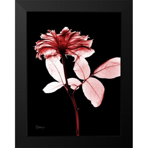Rose 12 Black Modern Wood Framed Art Print by Koetsier, Albert