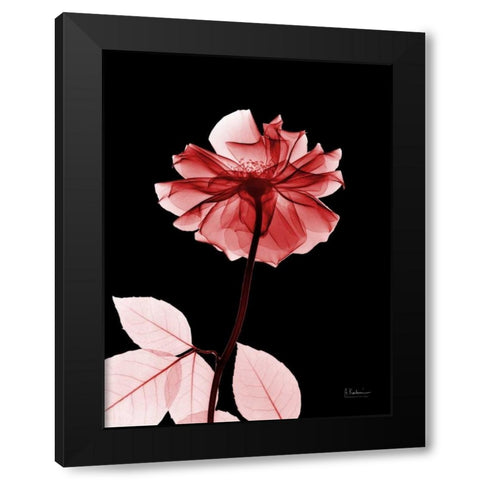 Rose 29 Black Modern Wood Framed Art Print with Double Matting by Koetsier, Albert