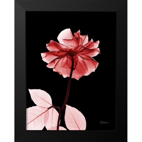 Rose 29 Black Modern Wood Framed Art Print by Koetsier, Albert