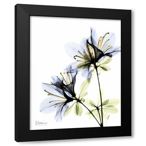 Azalea Duo Black Modern Wood Framed Art Print with Double Matting by Koetsier, Albert