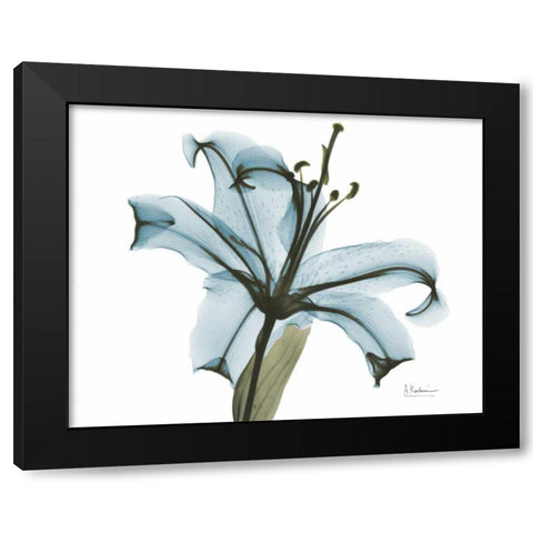 Teal Lily Black Modern Wood Framed Art Print by Koetsier, Albert