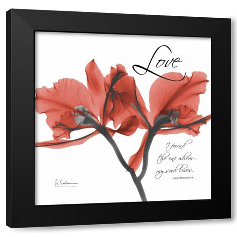 Royal Red Orchid - Love Again Black Modern Wood Framed Art Print with Double Matting by Koetsier, Albert