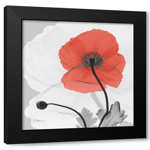 Poppy Princess Black Modern Wood Framed Art Print with Double Matting by Koetsier, Albert