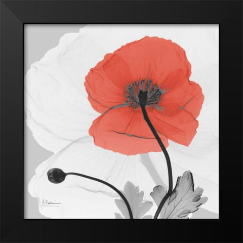 Poppy Princess Black Modern Wood Framed Art Print by Koetsier, Albert