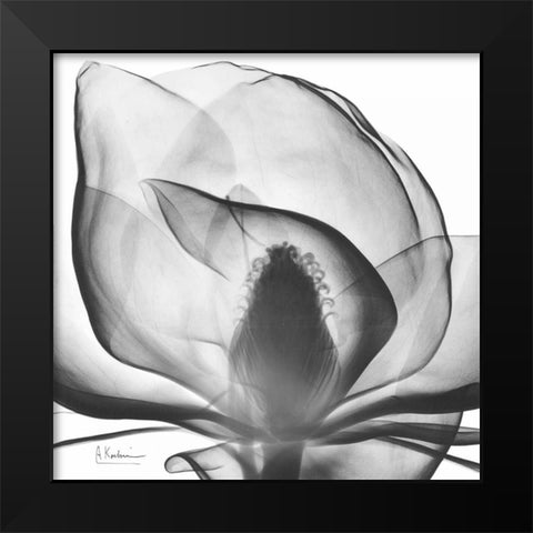 Magnolia A43 Black Modern Wood Framed Art Print by Koetsier, Albert