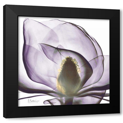 Precious Orchid in Purple Close Black Modern Wood Framed Art Print with Double Matting by Koetsier, Albert