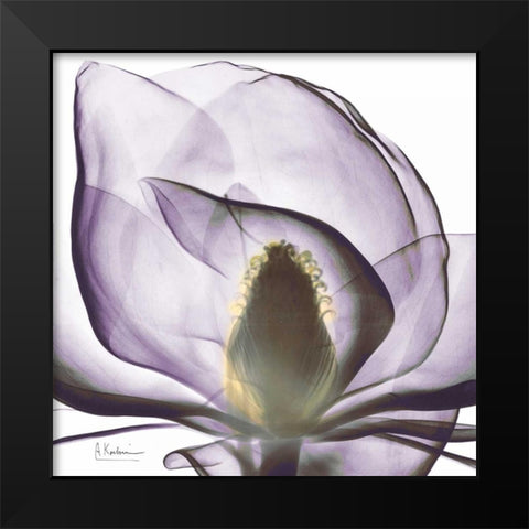 Precious Orchid in Purple Close Black Modern Wood Framed Art Print by Koetsier, Albert