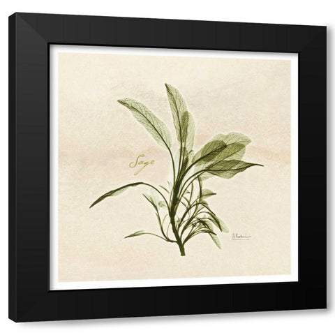 Sage in Bloom Black Modern Wood Framed Art Print with Double Matting by Koetsier, Albert