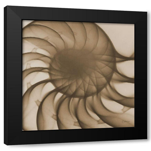 Brown Shell Close Up Black Modern Wood Framed Art Print with Double Matting by Koetsier, Albert