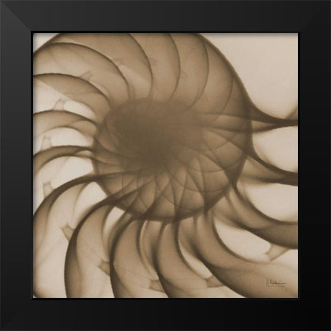 Brown Shell Close Up Black Modern Wood Framed Art Print by Koetsier, Albert