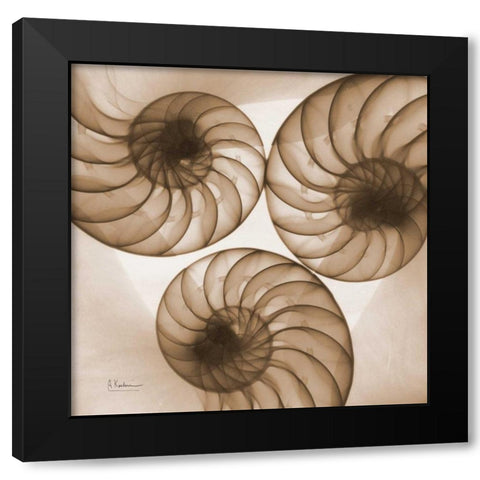 Brown Shell  Triple Black Modern Wood Framed Art Print with Double Matting by Koetsier, Albert