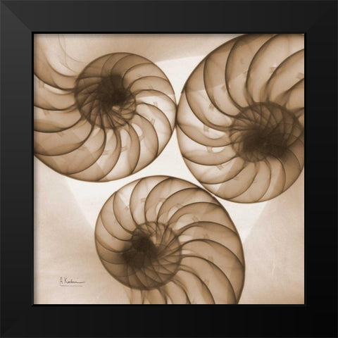 Brown Shell  Triple Black Modern Wood Framed Art Print by Koetsier, Albert