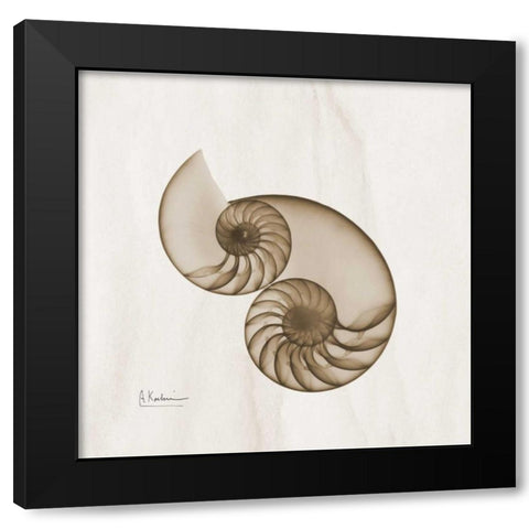 Brown Shell Pair Black Modern Wood Framed Art Print with Double Matting by Koetsier, Albert