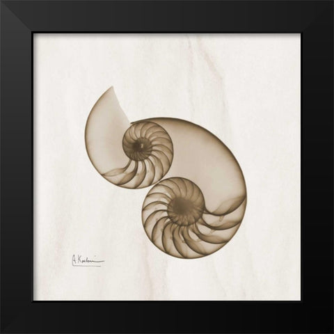 Brown Shell Pair Black Modern Wood Framed Art Print by Koetsier, Albert