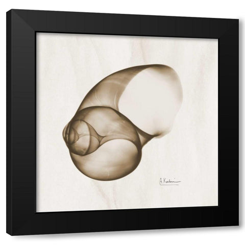 Brown Shell  Single Black Modern Wood Framed Art Print by Koetsier, Albert