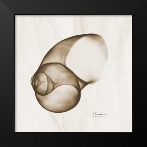 Brown Shell  Single Black Modern Wood Framed Art Print by Koetsier, Albert