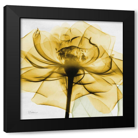 Golden Rose Black Modern Wood Framed Art Print with Double Matting by Koetsier, Albert