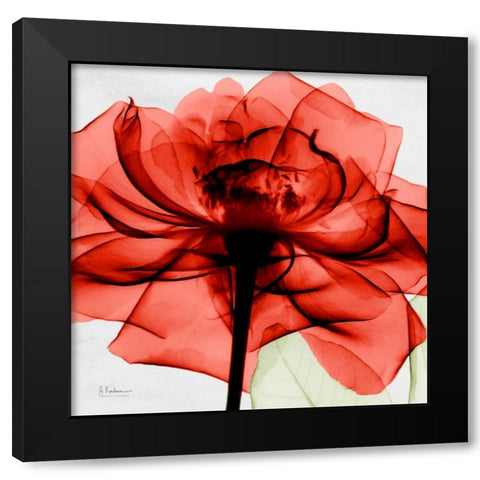 Golden Rose Black Modern Wood Framed Art Print with Double Matting by Koetsier, Albert