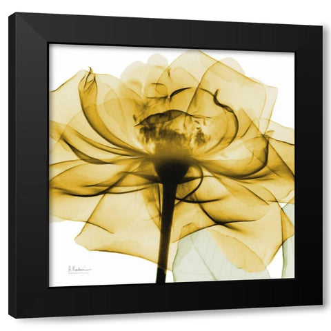 Golden Rose Black Modern Wood Framed Art Print with Double Matting by Koetsier, Albert