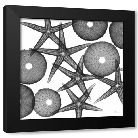Starfish Sea Urchins F82 Black Modern Wood Framed Art Print with Double Matting by Koetsier, Albert