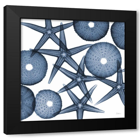 Collage of Starfish and Sea Urchins Black Modern Wood Framed Art Print with Double Matting by Koetsier, Albert