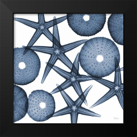 Collage of Starfish and Sea Urchins Black Modern Wood Framed Art Print by Koetsier, Albert