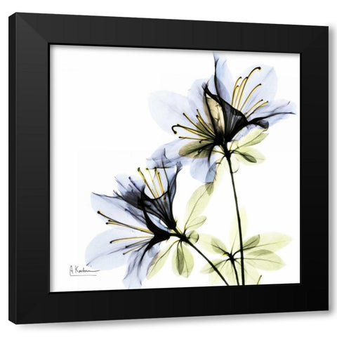 Blue Twin Azalea in Bloom Black Modern Wood Framed Art Print with Double Matting by Koetsier, Albert