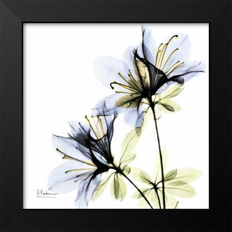 Blue Twin Azalea in Bloom Black Modern Wood Framed Art Print by Koetsier, Albert