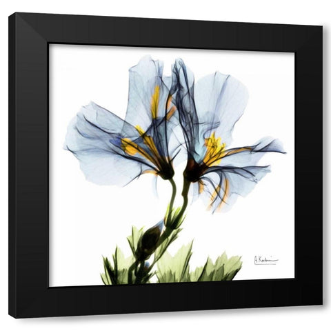 Blue Azalea in Bloom Black Modern Wood Framed Art Print with Double Matting by Koetsier, Albert