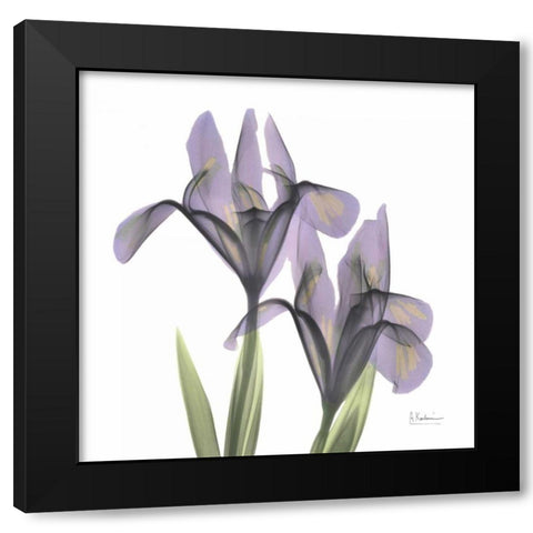 A Gift of Flowers in Purple Black Modern Wood Framed Art Print with Double Matting by Koetsier, Albert