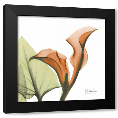 A Gift of Calla Lilies in Orange Black Modern Wood Framed Art Print with Double Matting by Koetsier, Albert