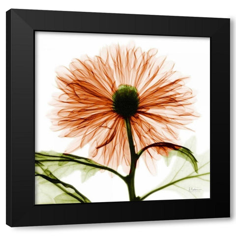 Chrysanthemum Black Modern Wood Framed Art Print with Double Matting by Koetsier, Albert