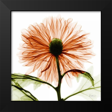 Chrysanthemum Black Modern Wood Framed Art Print by Koetsier, Albert