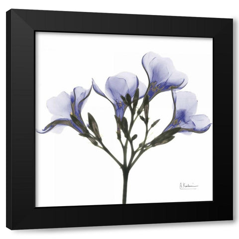 Crocuss in Purple Black Modern Wood Framed Art Print with Double Matting by Koetsier, Albert