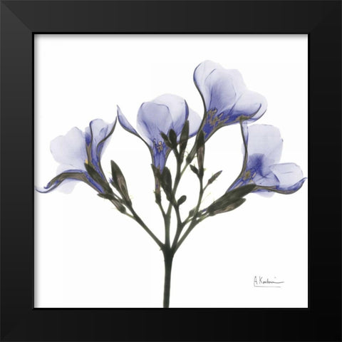 Crocuss in Purple Black Modern Wood Framed Art Print by Koetsier, Albert