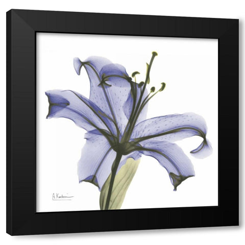 Lily in  Purple Black Modern Wood Framed Art Print with Double Matting by Koetsier, Albert