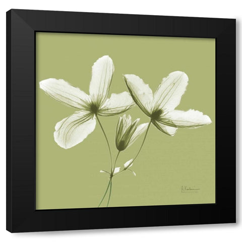 Twin Buds on Pale Green Black Modern Wood Framed Art Print with Double Matting by Koetsier, Albert