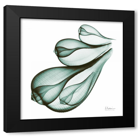 Sea Shells in Green Black Modern Wood Framed Art Print with Double Matting by Koetsier, Albert