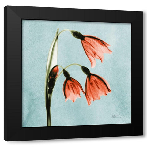 Snow Drop Faith_MAT Black Modern Wood Framed Art Print with Double Matting by Koetsier, Albert