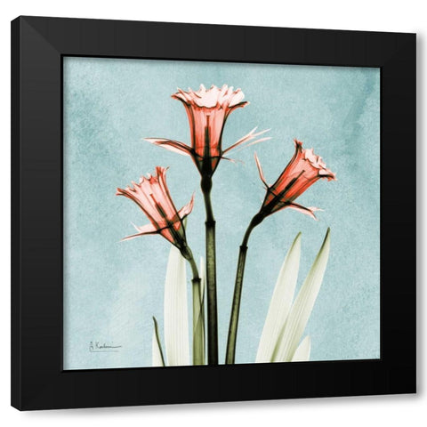 Daffodil Believe Black Modern Wood Framed Art Print with Double Matting by Koetsier, Albert