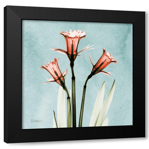 Daffodil Believe Black Modern Wood Framed Art Print by Koetsier, Albert