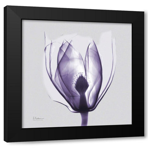 Purple Tulip Bud on Purple Black Modern Wood Framed Art Print with Double Matting by Koetsier, Albert
