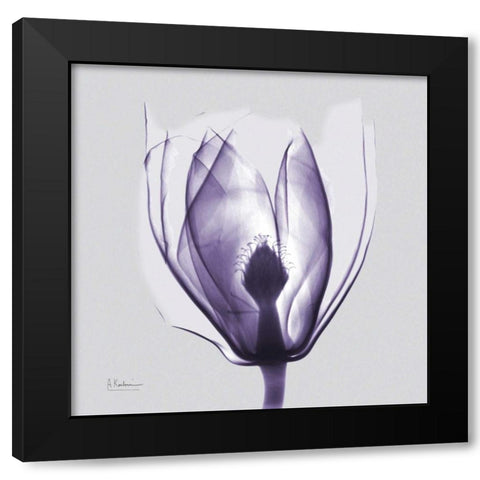 Purple Tulip Bud on Purple Black Modern Wood Framed Art Print by Koetsier, Albert