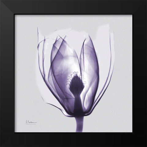 Purple Tulip Bud on Purple Black Modern Wood Framed Art Print by Koetsier, Albert