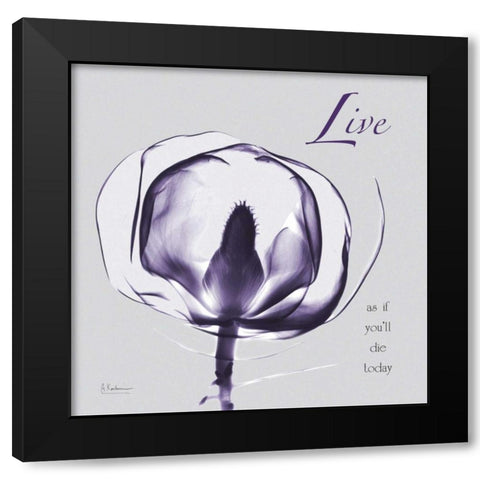 Plum Magnolia Live Black Modern Wood Framed Art Print with Double Matting by Koetsier, Albert