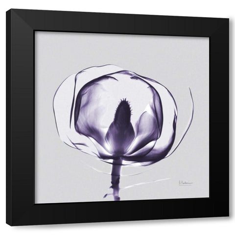 Purple Tulip Bud Open on Purple Black Modern Wood Framed Art Print with Double Matting by Koetsier, Albert