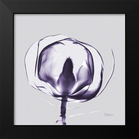 Purple Tulip Bud Open on Purple Black Modern Wood Framed Art Print by Koetsier, Albert