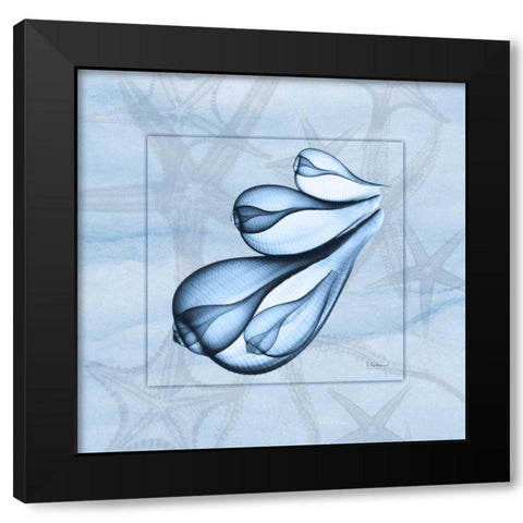 Triple Shells on Blue Black Modern Wood Framed Art Print with Double Matting by Koetsier, Albert